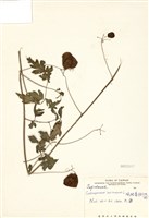 藏品(倒地鈴)的圖片